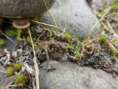 Arrhenia obscurata thumbnail 4