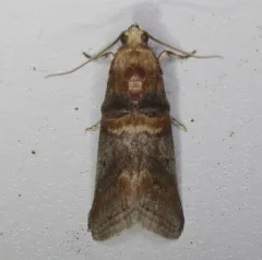 Hickory Leafstem Borer Moth thumbnail 4