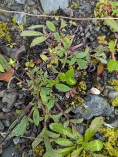 Narrow-sepal Scorpionweed thumbnail 4