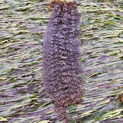 seersucker kelp