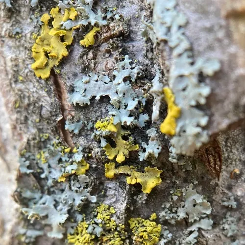 Powdery-margined Cryptic Shade Lichen