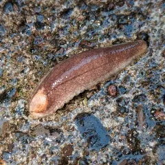Earshell Slug thumbnail 2