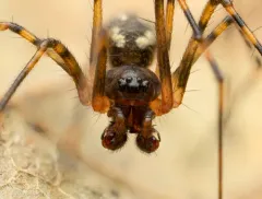 Arcuphantes arcuatulus thumbnail 3