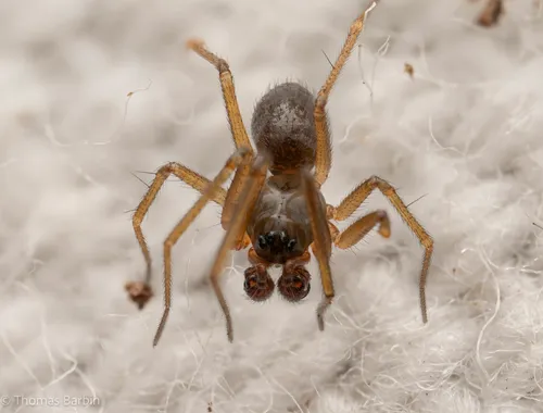 Linyphantes pualla