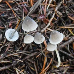 Iodine Bonnet thumbnail 2