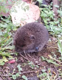 Creeping Vole thumbnail 3