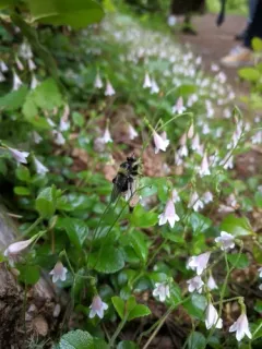 Laphria columbica thumbnail 2