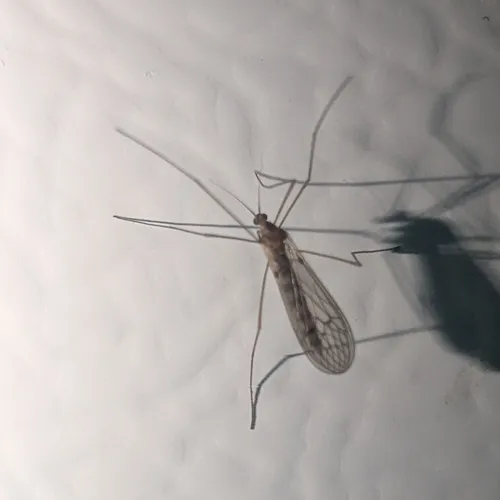 Winter Gnat