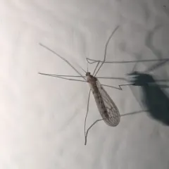 Winter Gnat thumbnail 1
