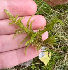 Neat Feather-moss thumbnail 3