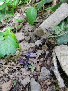 Entoloma occidentale thumbnail 4