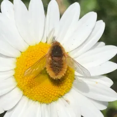 grasshopper bee fly thumbnail 1