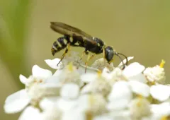 Cerceris convergens thumbnail 1