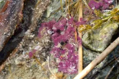 Lamprocystis purpurea thumbnail 4