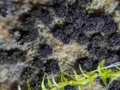 Berkleasmium concinnum thumbnail 4