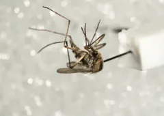 Northern Floodwater Mosquito thumbnail 3