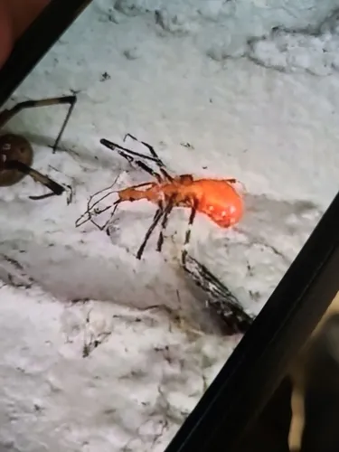 Milkweed Assassin Bug