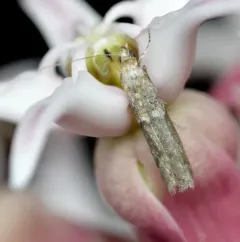 Dusky Raisin Moth thumbnail 4