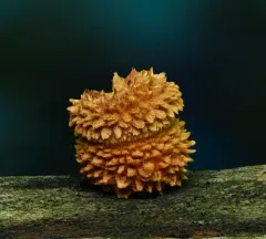 Decorated Pholiota thumbnail 3