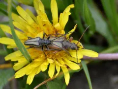 Stenocorus obtusus thumbnail 1