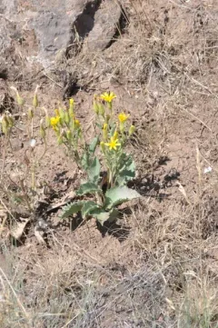 Baker's hawksbeard thumbnail 3