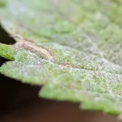 Golovinomyces verbenae thumbnail 1