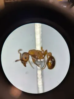 American Furrowed Ant thumbnail 4