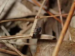 Mesosphaerocera annulicornis thumbnail 2