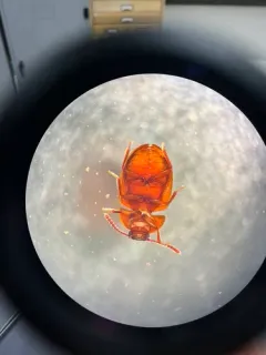 Ipelates latus thumbnail 4