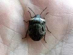 Tetyra robusta thumbnail 2