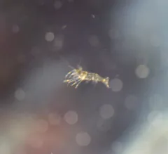 Rockpool Prawn thumbnail 1