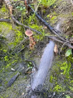 Psathyrella rufogrisea thumbnail 2