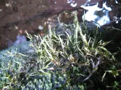 Fontinalis sphagnifolia thumbnail 4
