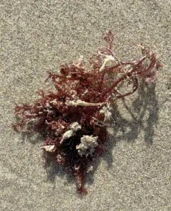 Sea Comb thumbnail 4
