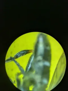 Lesser Bulb Fly thumbnail 3