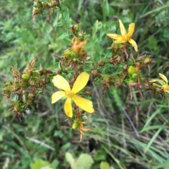 Common St. John's Wort thumbnail 2