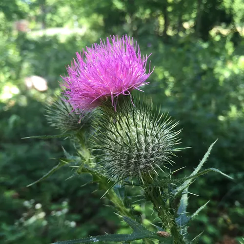 Bull Thistle