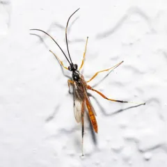 Mesostenus thoracicus thumbnail 4