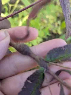 Boneset Stem Midge thumbnail 2