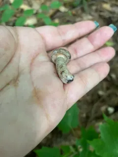 Fire-milk Lactarius thumbnail 4