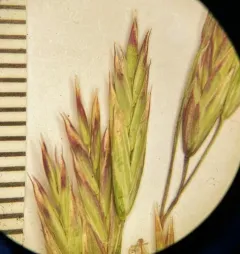 mountain bunch grass thumbnail 4