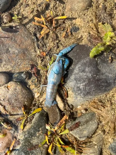Everglades Crayfish