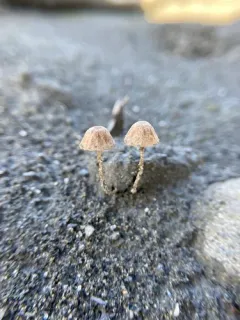 Psathyrella prona thumbnail 3