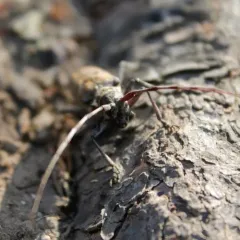 Monochamus maculosus thumbnail 4