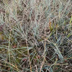 livid sedge thumbnail 2