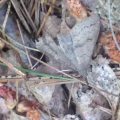 Speckled Renia Moth thumbnail 1