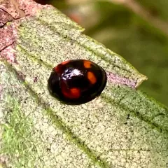 Pine Ladybird thumbnail 4