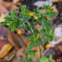 Podosphaera euphorbiae thumbnail 4