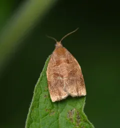 Rose Tortrix Moth thumbnail 2