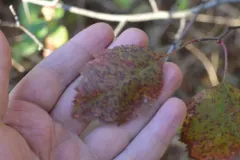 Stone's Hawthorn thumbnail 3
